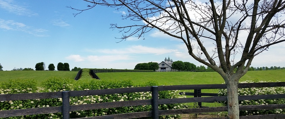 horse-farm-lexington-1402043_pixabay